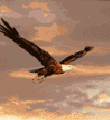 Анимированные картинки про птиц