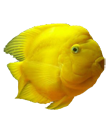 Анимированные картинки про рыб