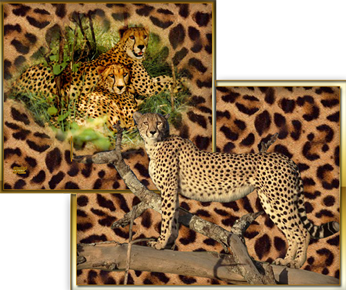 Леопарды Картинки, рисунки